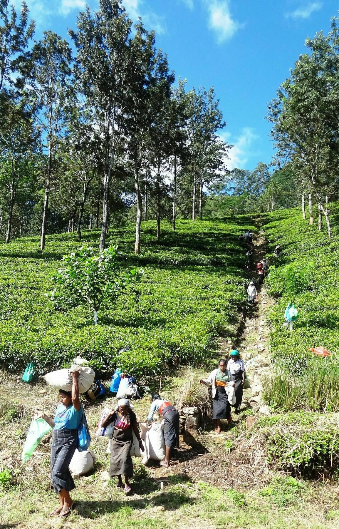 Strathisla Tea Estate Bungalow Матале Екстериор снимка